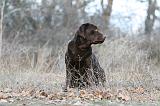 LABRADOR 1142
